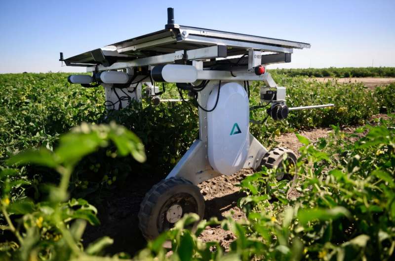 AI robots for weed control working in a cotton field under the sun