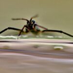 Close-up of Rhagovelia insect, known as the Hermes of the bug world, skating on water using feather-like fans on its legs.