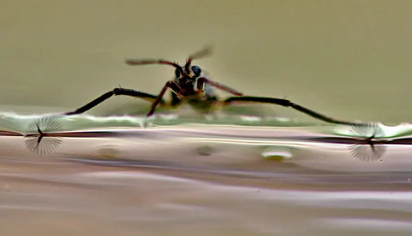 Close-up of Rhagovelia insect, known as the Hermes of the bug world, skating on water using feather-like fans on its legs.