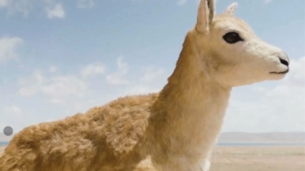 AI-enabled furry antelope robot blending into a herd to monitor Tibetan antelope migration on the Qinghai-Tibet Plateau