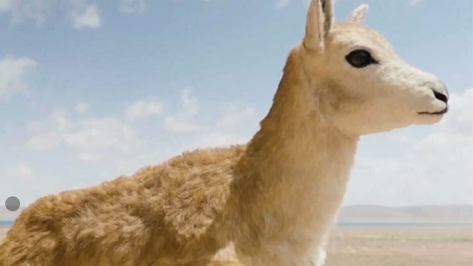 AI-enabled furry antelope robot blending into a herd to monitor Tibetan antelope migration on the Qinghai-Tibet Plateau