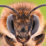 Close-up of a honeybee face showing compound eyes and antennae, representing the power of tiny bee brains in smart learning and AI research.