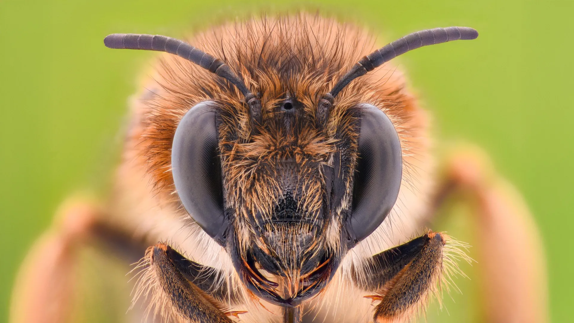 Close-up of a honeybee face showing compound eyes and antennae, representing the power of tiny bee brains in smart learning and AI research.