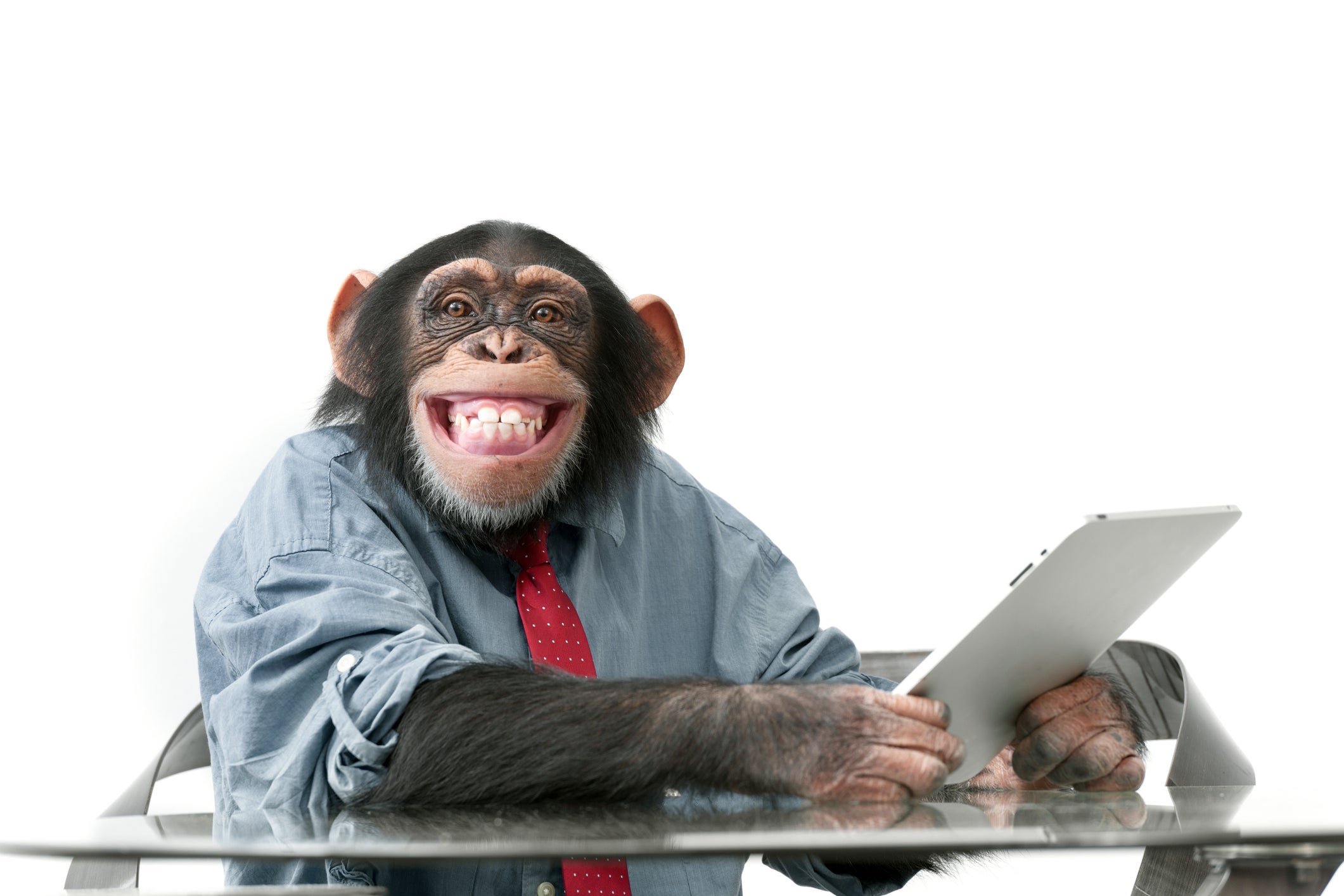 A chimpanzee thoughtfully staring at a microchip, symbolizing the debate about biology vs technology in shaping the future of AI.