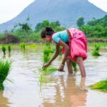 AI startup helping rice farmers: woman planting rice in flooded paddy field for climate-friendly farming