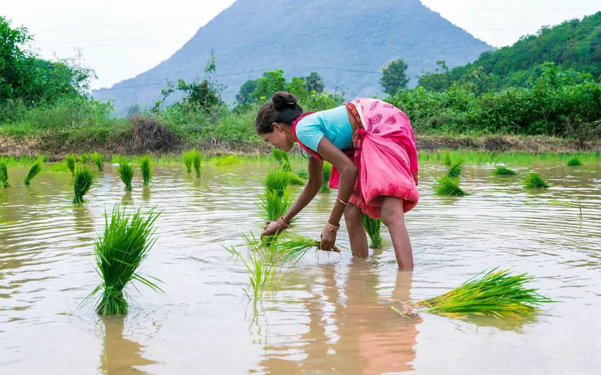 AI startup helping rice farmers: woman planting rice in flooded paddy field for climate-friendly farming
