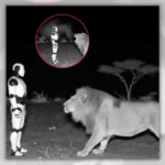 AI robot facing a lion at night in African savannah, illustrating the viral AI robot lion myth