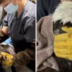 Jackie the Bald Eagle at Big Bear nest with her longtime mate Shadow