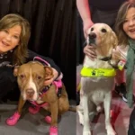Linda Blair poses with two rescue dogs in separate photos as attention grows following the Linda Blair property search investigation.