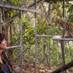 New wild cat species Leopardus tilcayo discovered in Bolivia’s Yungas forest