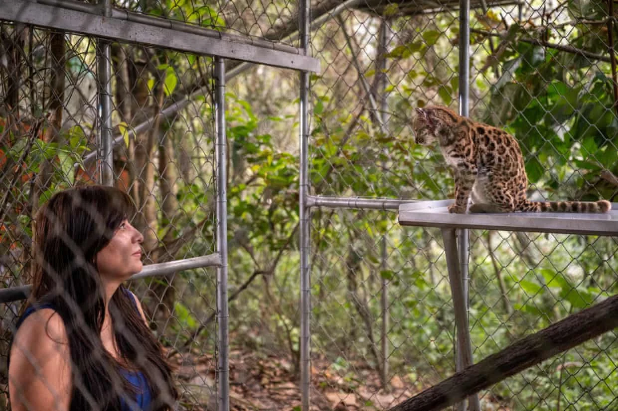 New wild cat species Leopardus tilcayo discovered in Bolivia’s Yungas forest